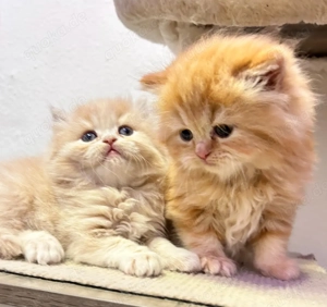 2 süße perser Jungs 