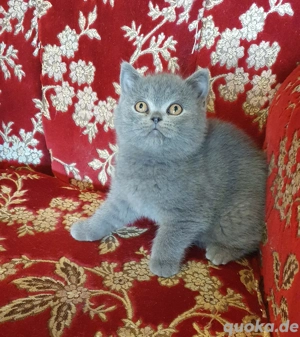BKH Britisch Kurzhaar Kitten 