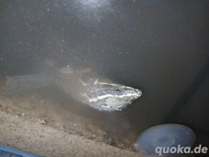 wasserschildkröten 2 stück 