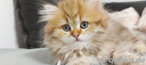 British Langhaar-Reinrassige Junge