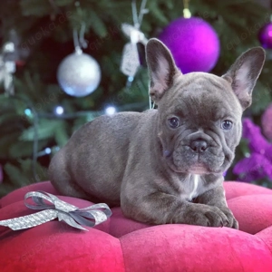 3 Süßer Französische Bulldoggenwelpe zu Weihnachten