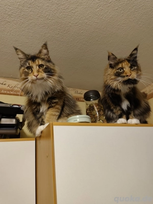 Zwei Maine Coon Kuschelmonster