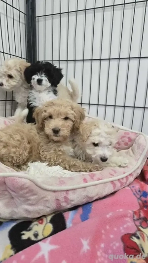 Maltipoo-Welpen (Toy-Größe) abzugeben