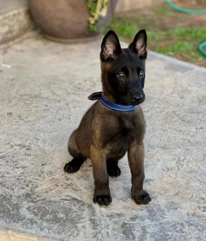 Kräftige Malinois-Welpen zu verkaufen