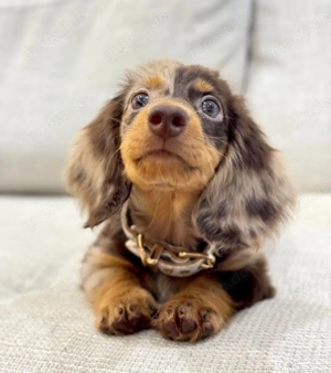 Kräftige Mini-Dackelwelpen zu verkaufen