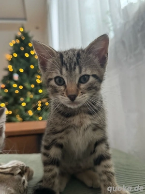 Bengal Mix Kitte abzugeben Mädchen