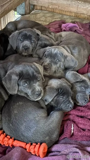 Cane corso welpen