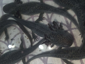 Axolotl Jungtiere 