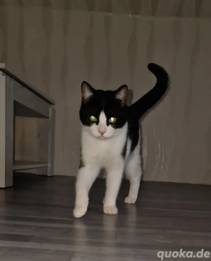 Molly sucht ein Zuhause (kostenlos)