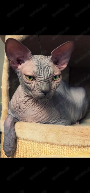 Verkaufe sphynx  katze