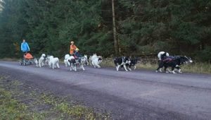 Fahrt mit Schlittenhunden 