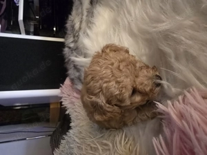 Toypudeleli Mädchen Apricot 