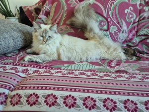 Neva Masquarade Katze sucht neue Dosenöffner