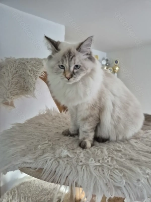 Neva Masquarade Katze sucht neue Dosenöffner Bild 3