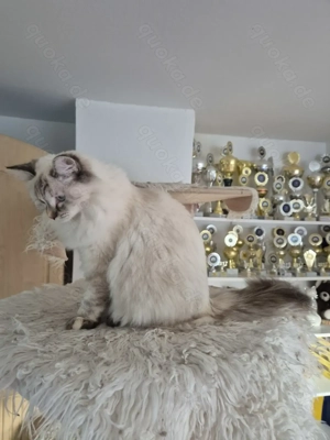 Neva Masquarade Katze sucht neue Dosenöffner Bild 4