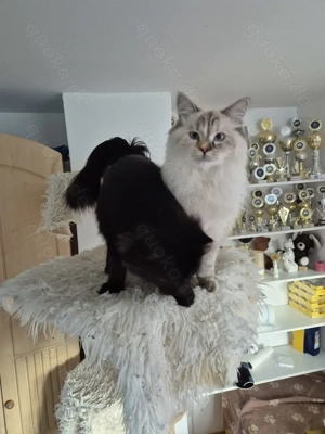 Neva Masquarade Katze sucht neue Dosenöffner Bild 5