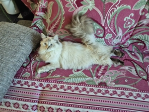 Neva Masquarade Katze sucht neue Dosenöffner Bild 6