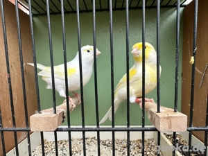 3 Paare Gelb Mosaik Kanarien Kanarienvögel