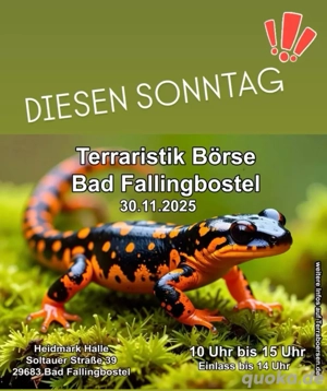 Kornnatter Bloodred (Oldscool) Pied medium high white 