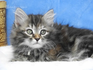 Sibirische Katzen suchen ein neues Zuhause