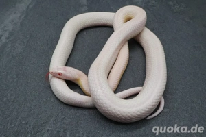 Kornnatter Cinder pärchen 1.2 2024