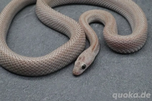 Kornnatter Cinder Striped 0.1 Weibchen