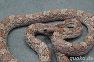 Kornnatter Cinder pärchen 1.2 2024