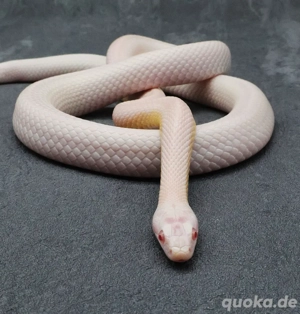 Kornnatter Männchen Dobby Amel Cinder