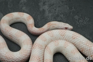 Kornnatter Männchen Peppermint 