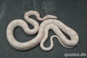 Kornnatter Männchen Peppermint 