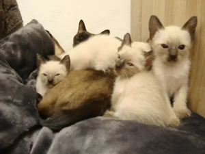 Siamkätzchen zu verkaufen Bild 2