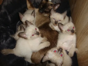 Siamkätzchen zu verkaufen Bild 4