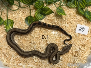 Boa Constrictor Sumoton   Onyx aus 6 25 Top Preis 