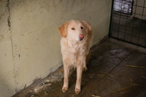 *SUNNY* - sie ist noch etwas zurückhaltend und unsicher