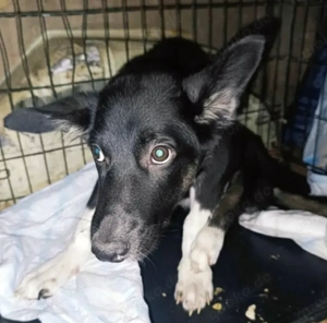 Doinela sucht dringend ein Zuhause Bild 4