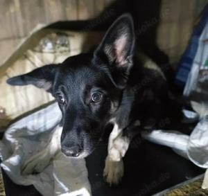 Doinela wartet auf ihre Menschen