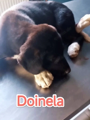 Doinela sucht dringend ein Zuhause Bild 3