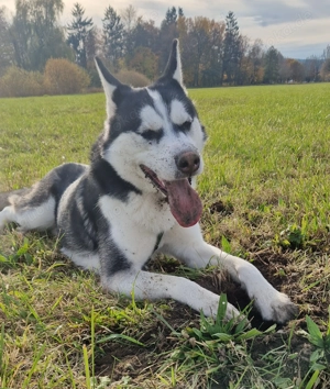 Sibirien Husky 20 Monate junger Bub