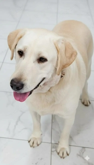 Malka sucht ein liebevolles Zuhause für immer