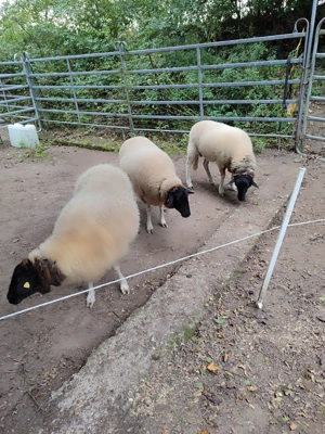 Rhönschafe abzugeben