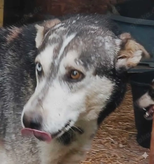 Nelson sucht seine Menschen