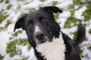 *BUONAVITA* Eine liebe, freundliche, leinenführige Hündin, die die Nähe des Menschen sucht