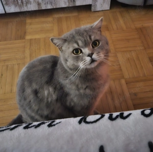 !! Lieber  BKH - Kater sucht neues Zuhause!!