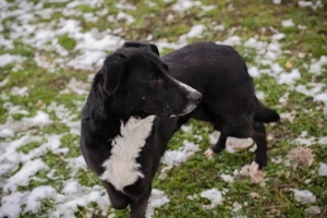 *BUONAVITA* Eine liebe, freundliche, leinenführige Hündin, die die Nähe des Menschen sucht