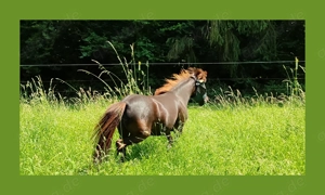 Partbred Shetlandstuten mit Pedigree Farbzucht