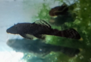 Vier große, sehs Monate alte Antennenwelse für Zehn Euro.