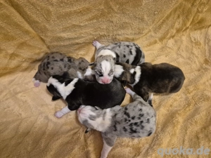 5 Alternativ Bulldogg Welpen   