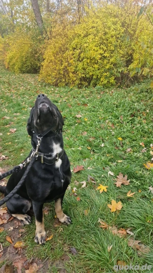 sehr schöner rüde zur Abgabe wird 