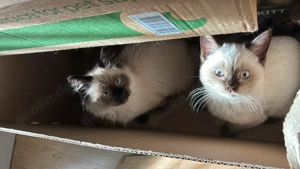 Zwei liebevolle Kitten (BKH & Ragdoll Birma Mix) - nur gemeinsam abzugeben