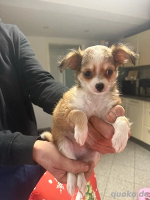  Abgabebereit chihuahua langhaar 